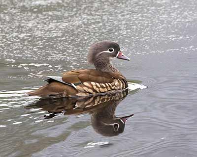 Mandarin Duck