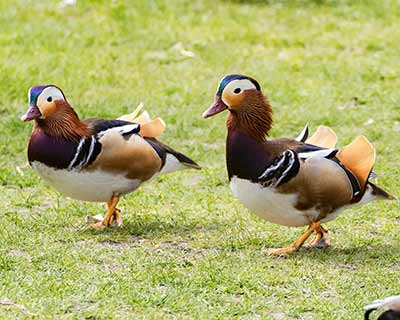 Mandarin Duck