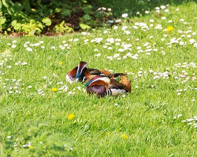 Mandarin Duck
