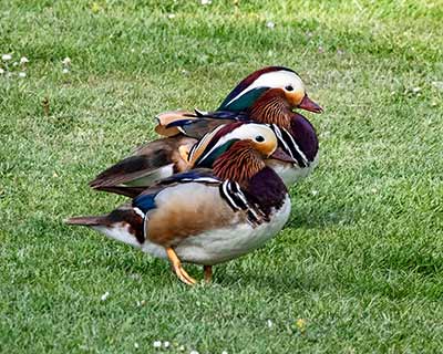 Mandarin Duck