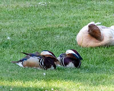Mandarin Duck