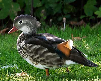 Mandarin Duck