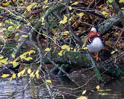 Mandarin Duck