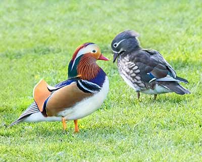 Mandarin Duck