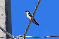 Mangrove Swallow
