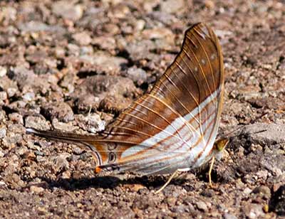 Many-banded Daggerwing