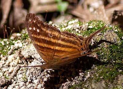 Many-banded Daggerwing