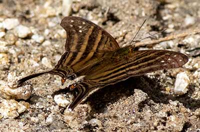 Many-banded Daggerwing
