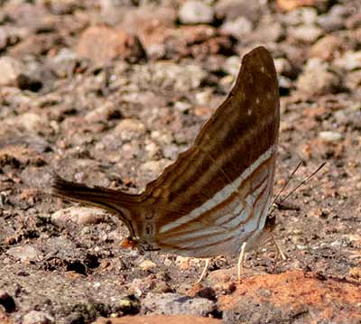 Many-banded Daggerwing
