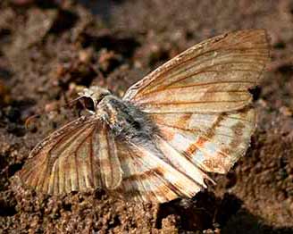 Many-banded Skipper