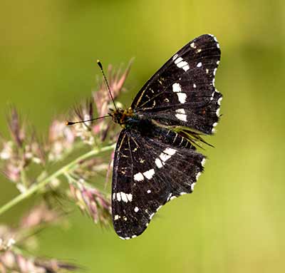 Map Butterfly