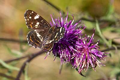 Map Butterfly