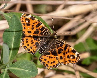 Map Butterfly