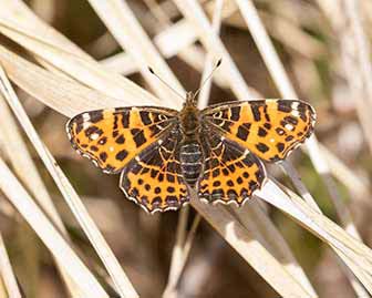 Map Butterfly