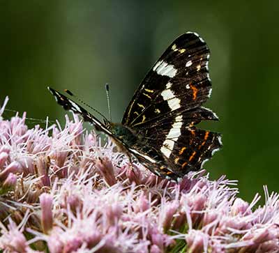 Map Butterfly