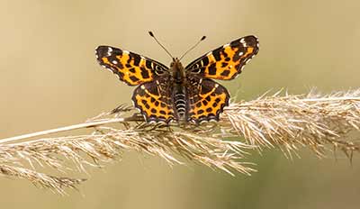 Map Butterfly