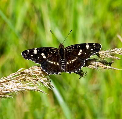 Map Butterfly