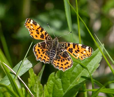 Map Butterfly
