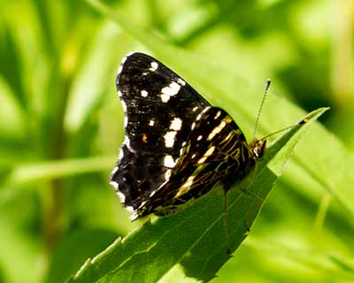 Map Butterfly