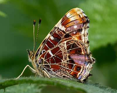 Map Butterfly