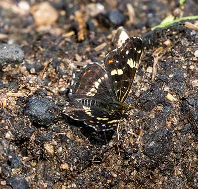 Map Butterfly