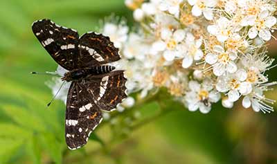 Map Butterfly