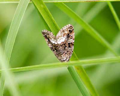Marbled White Spot
