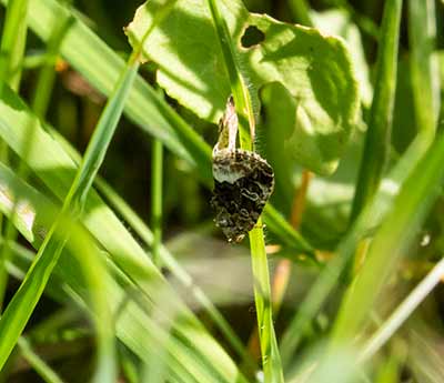 Marbled White Spot