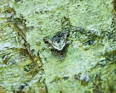 Marbled White Spot