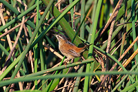 Marsh Wren