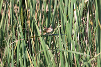 Marsh Wren