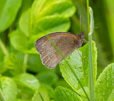 Meadow Brown