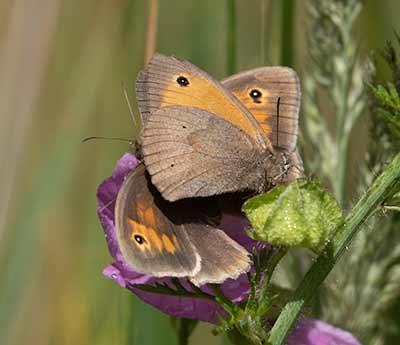 Meadow Brown