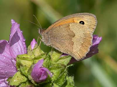 Meadow Brown
