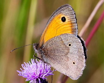 Meadow Brown