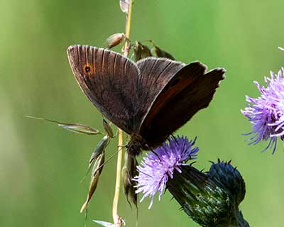 Meadow Brown
