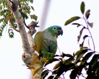 Mealy Amazon