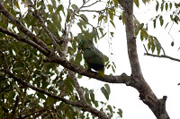 Mealy Amazon