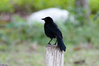 Melodious Blackbird