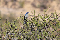 Woodhouse's Scrub-Jay