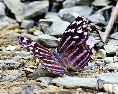 Mexican Bluewing