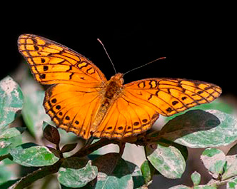 Mexican Fritillary