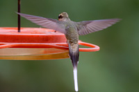 Mexican Hermit
