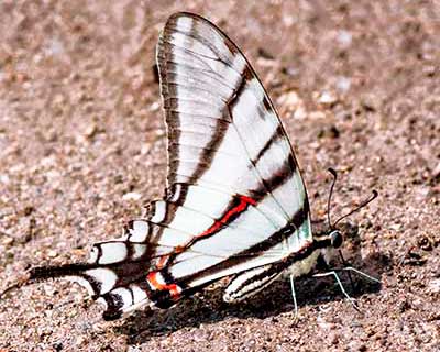 Mexican Kite-Swallowtail