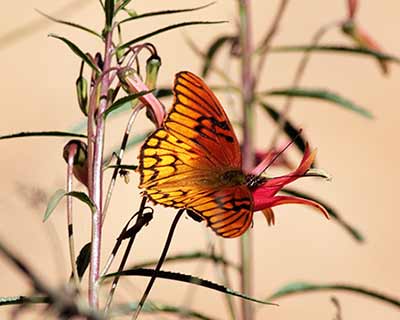Mexican Silverspot