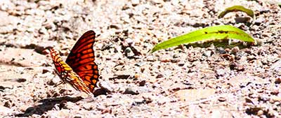 Mexican Silverspot