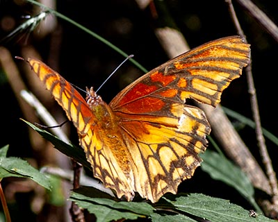 Mexican Silverspot