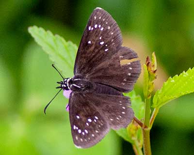 Mexican Sootywing