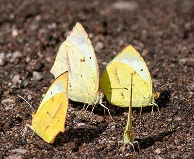 Mexican Yellow
