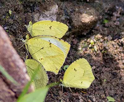 Mexican Yellow